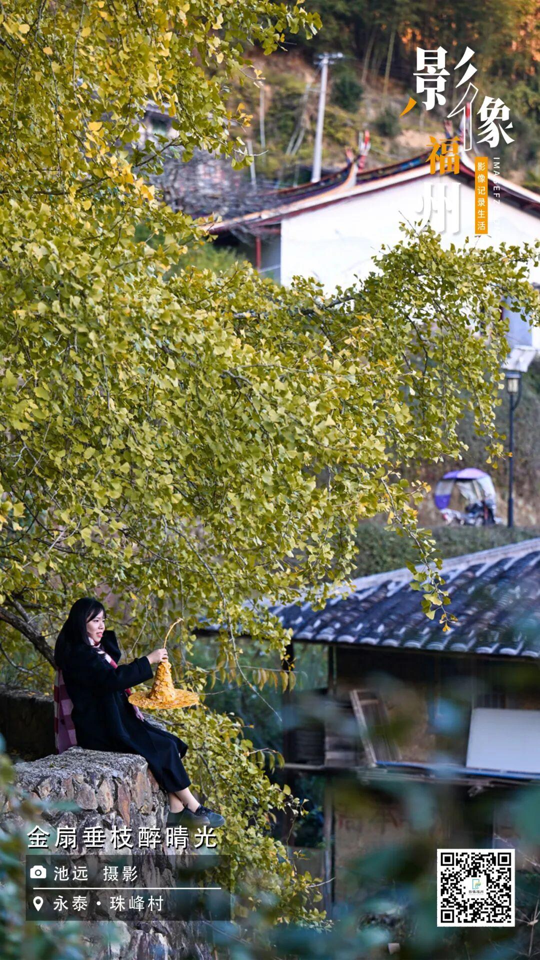 影像福州丨金扇垂枝醉晴光