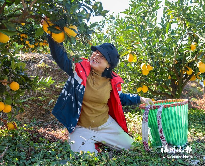 连江5000亩脐橙上市