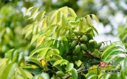 县在发生｜从1.7→4.5！闽清“绿宝贝”打赢了一场“价格逆袭战”