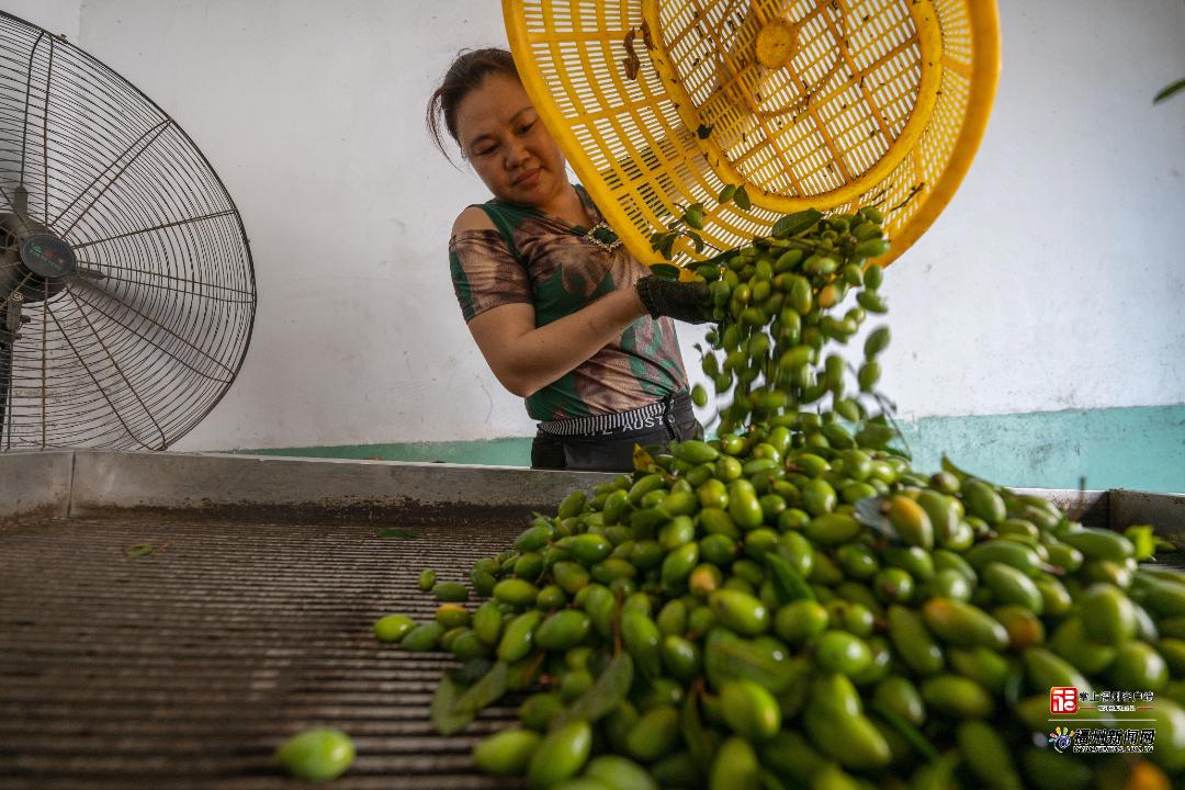 县在发生｜从1.7→4.5！闽清“绿宝贝”打赢了一场“价格逆袭战”