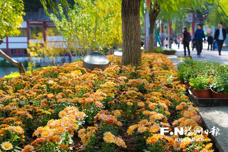 西湖金秋菊展落幕 2万余株“北湖”系列菊花入园