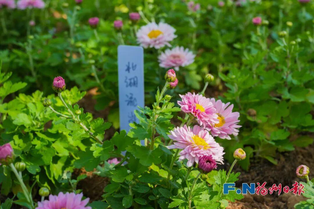 2万多株！福州西湖又上新！