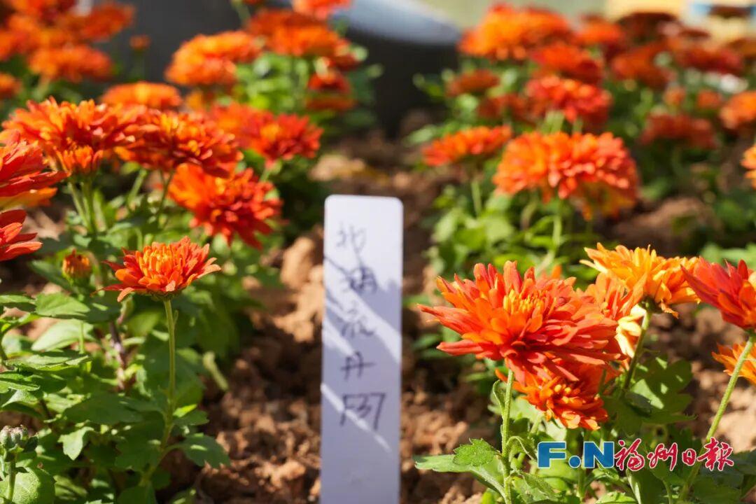 2万多株！福州西湖又上新！