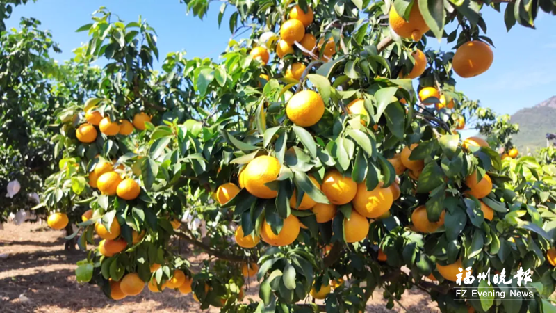 罗源“柑橘爱马仕”上市 罗源“柑橘爱马仕”上市