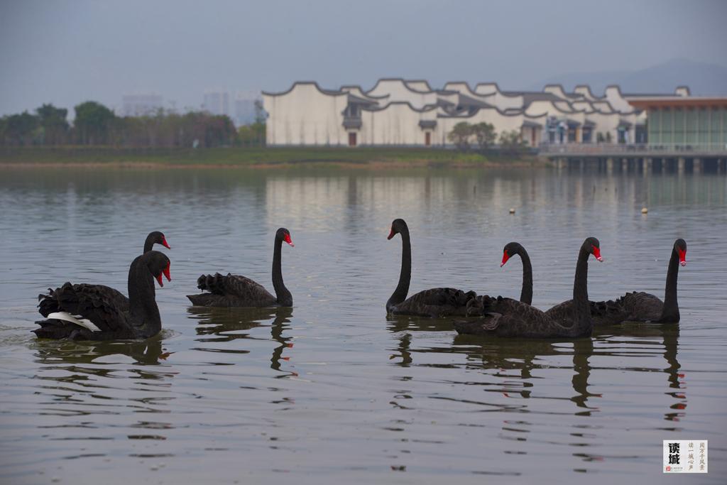 读城｜鹅鹅鹅！福州公园“顶流家族”又将