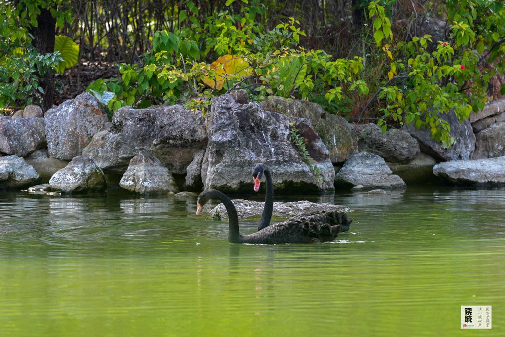 读城｜鹅鹅鹅！福州公园“顶流家族”又将