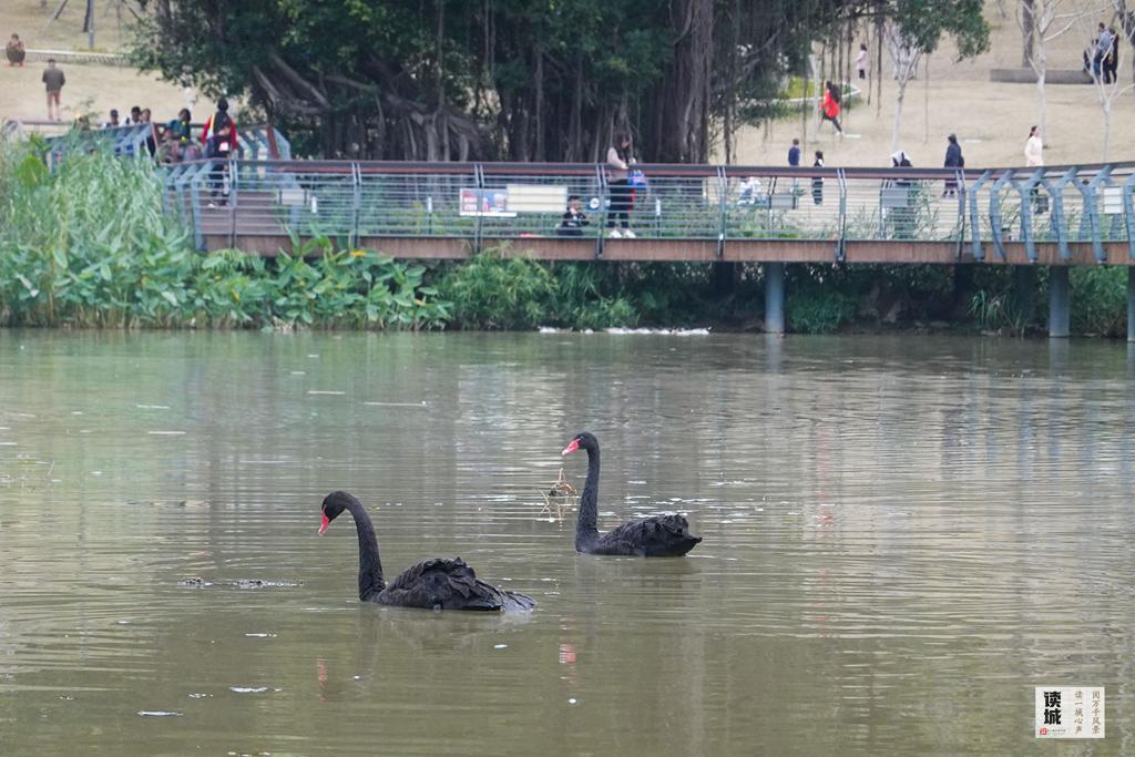 读城｜鹅鹅鹅！福州公园“顶流家族”又将