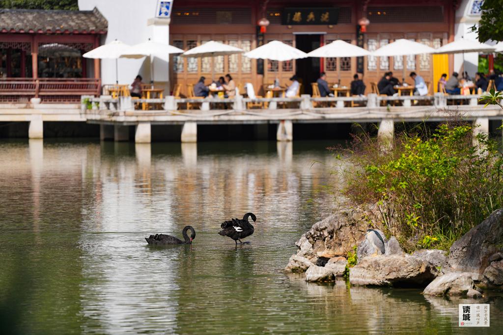 读城｜鹅鹅鹅！福州公园“顶流家族”又将