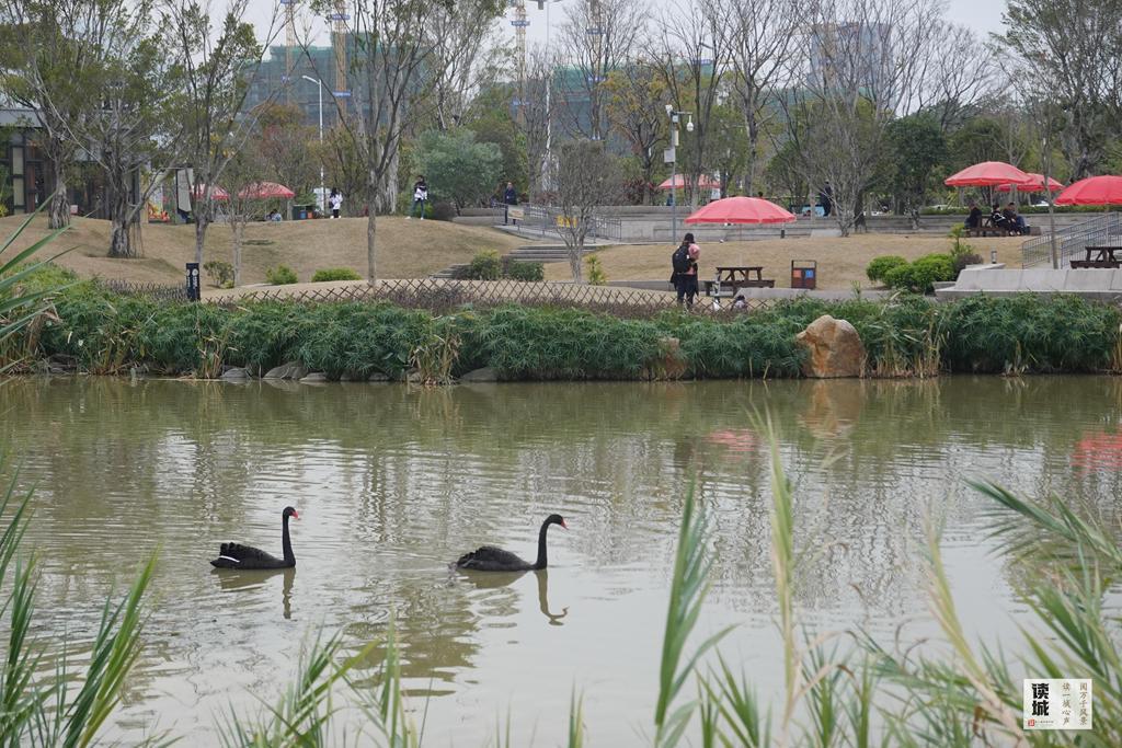 读城｜鹅鹅鹅！福州公园“顶流家族”又将