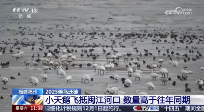 央视关注闽江河口“天鹅湖” 千只小天鹅“拖家带口”温馨越冬