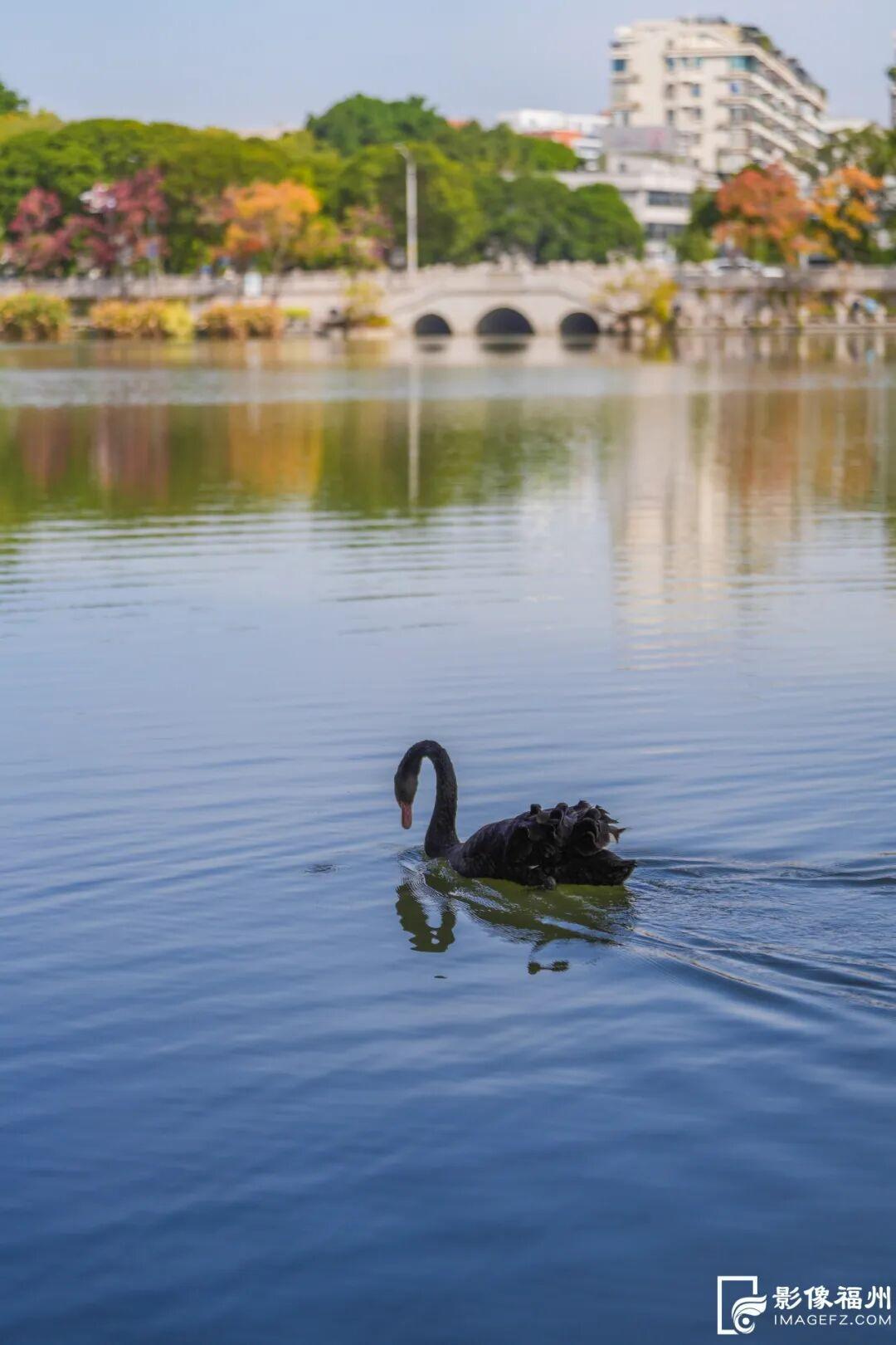 快来看！黎明湖上有一对黑天鹅！