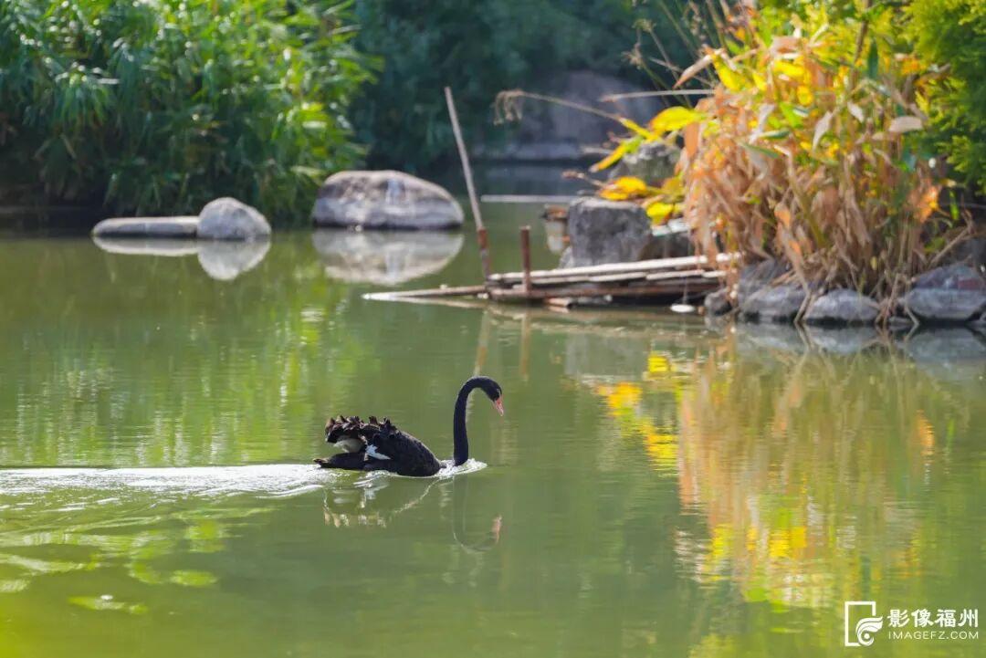快来看！黎明湖上有一对黑天鹅！