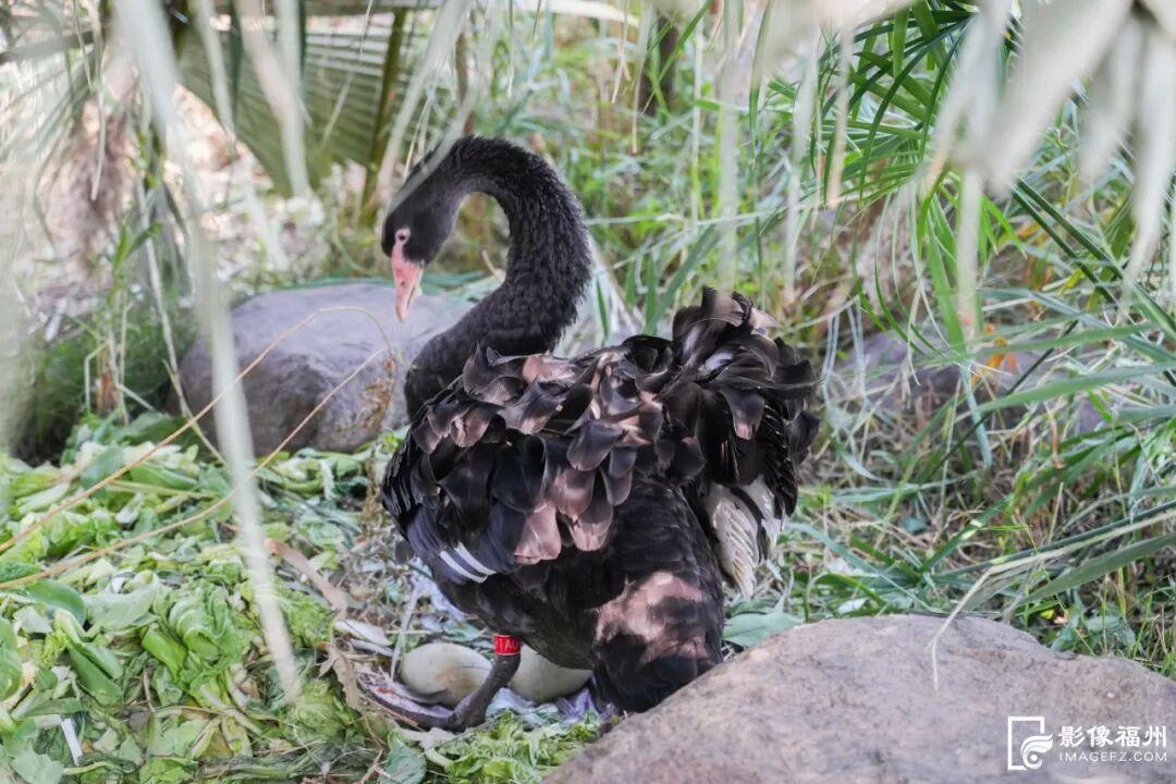 快来看！黎明湖上有一对黑天鹅！