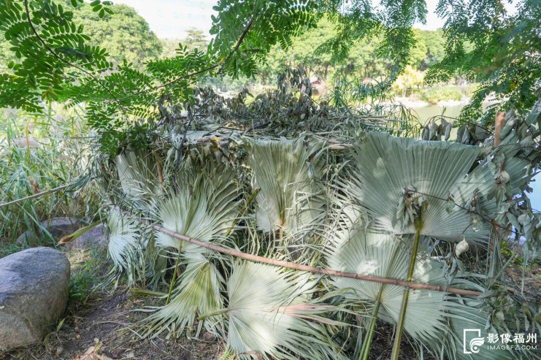 快来看！黎明湖上有一对黑天鹅！