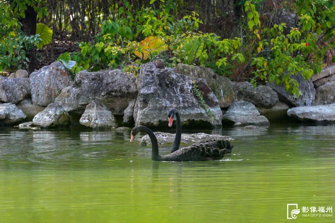 快来看！黎明湖上有一对黑天鹅！