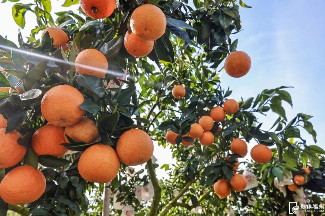 “红美人”柑橘甜蜜上市！快来采摘这口甜！
