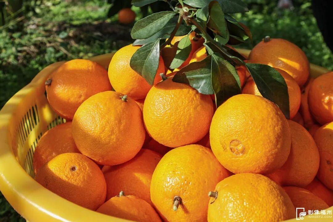 “红美人”柑橘甜蜜上市！快来采摘这口甜！
