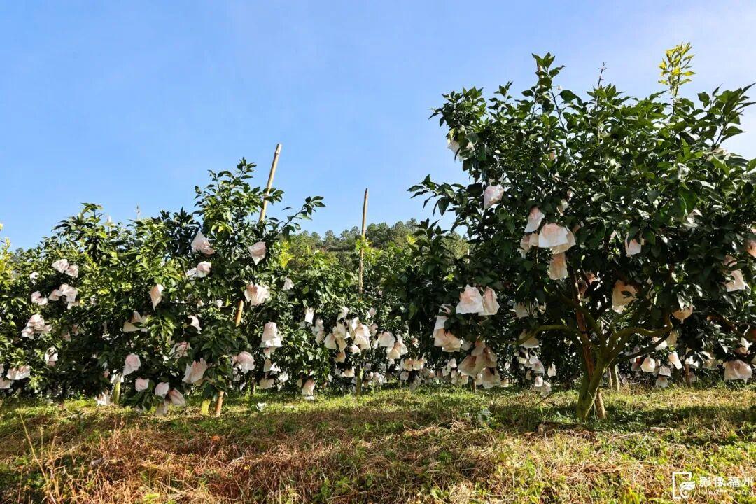 “红美人”柑橘甜蜜上市！快来采摘这口甜！
