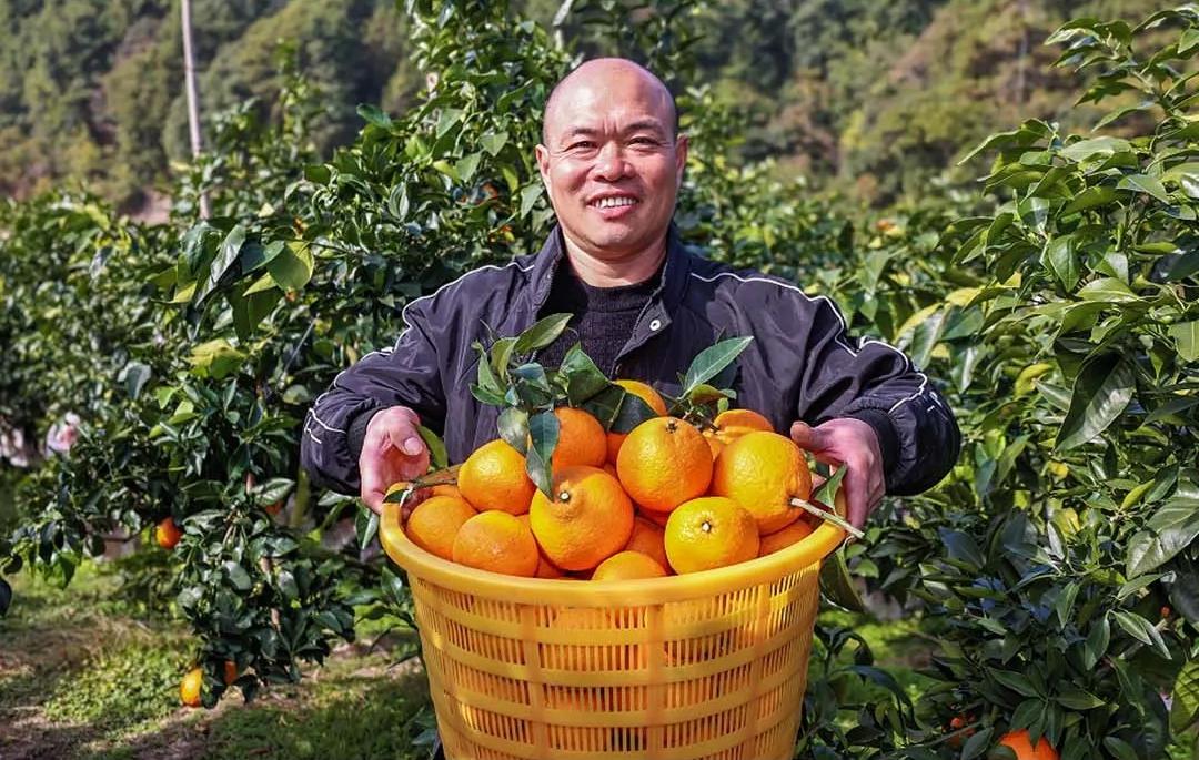 “红美人”柑橘甜蜜上市！快来采摘这口甜！