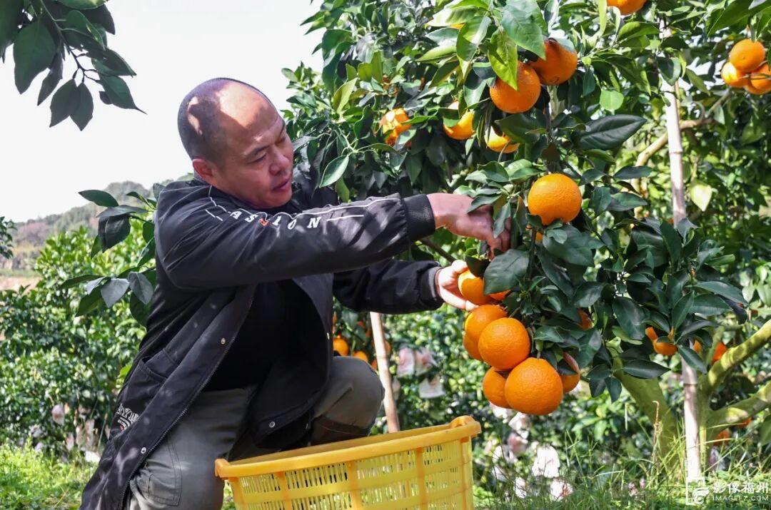 “红美人”柑橘甜蜜上市！快来采摘这口甜！