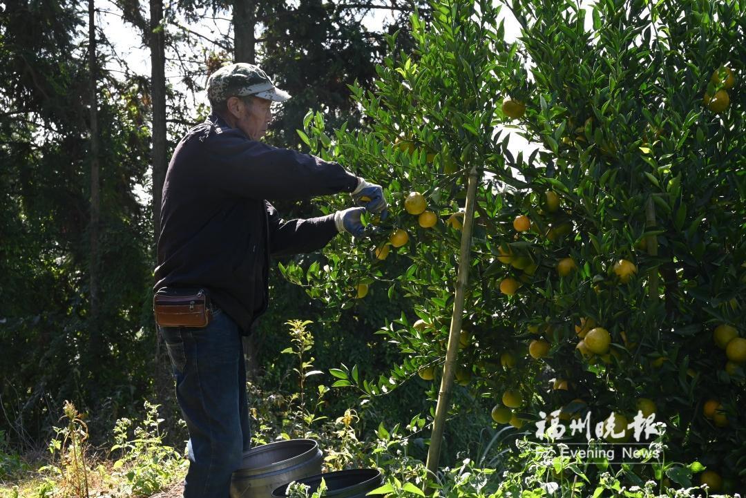 闽侯大湖苦橘迎来采收期 “苦尽甘来”口感畅销省内外 闽侯大湖苦橘迎来采收期 “苦尽甘来”口感畅销省内外
