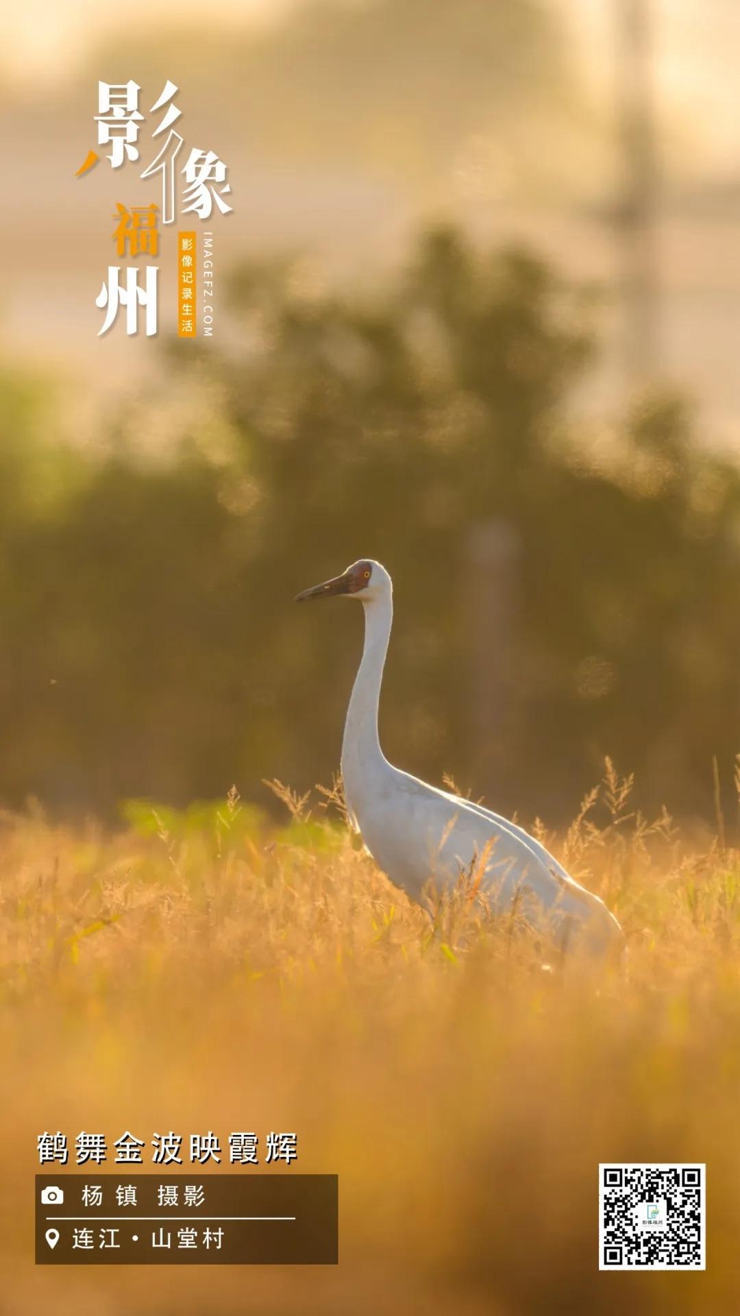 影像福州丨鹤舞金波映霞辉