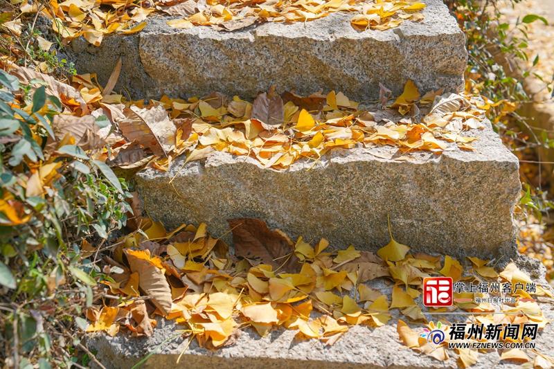 百年银杏下开“诗会” 永泰云岭村上演秋冬浪漫