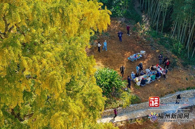 百年银杏下开“诗会” 永泰云岭村上演秋冬浪漫