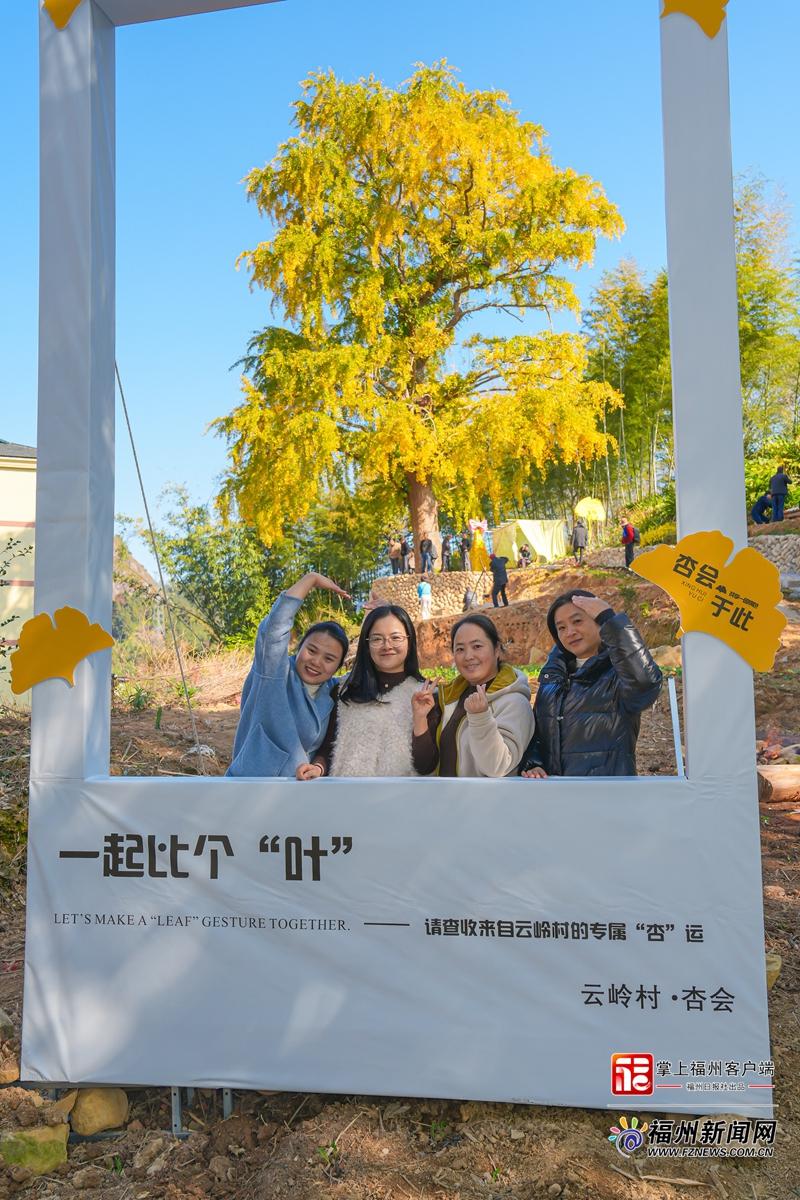 百年银杏下开“诗会” 永泰云岭村上演秋冬浪漫
