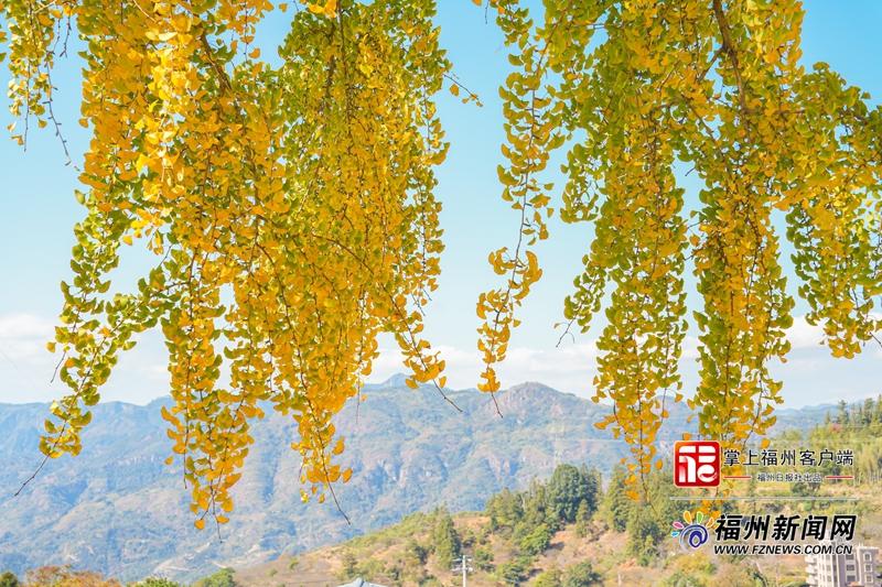 百年银杏下开“诗会” 永泰云岭村上演秋冬浪漫