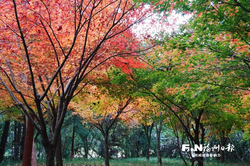 鼓山鼓岭“枫”情动人