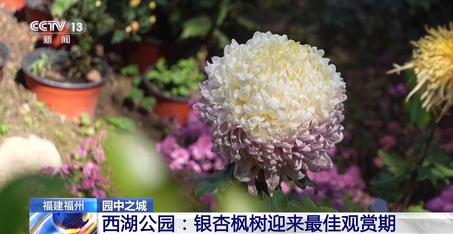 央视：定时“体检” 福州人的城市会客厅藏着“科技密码”