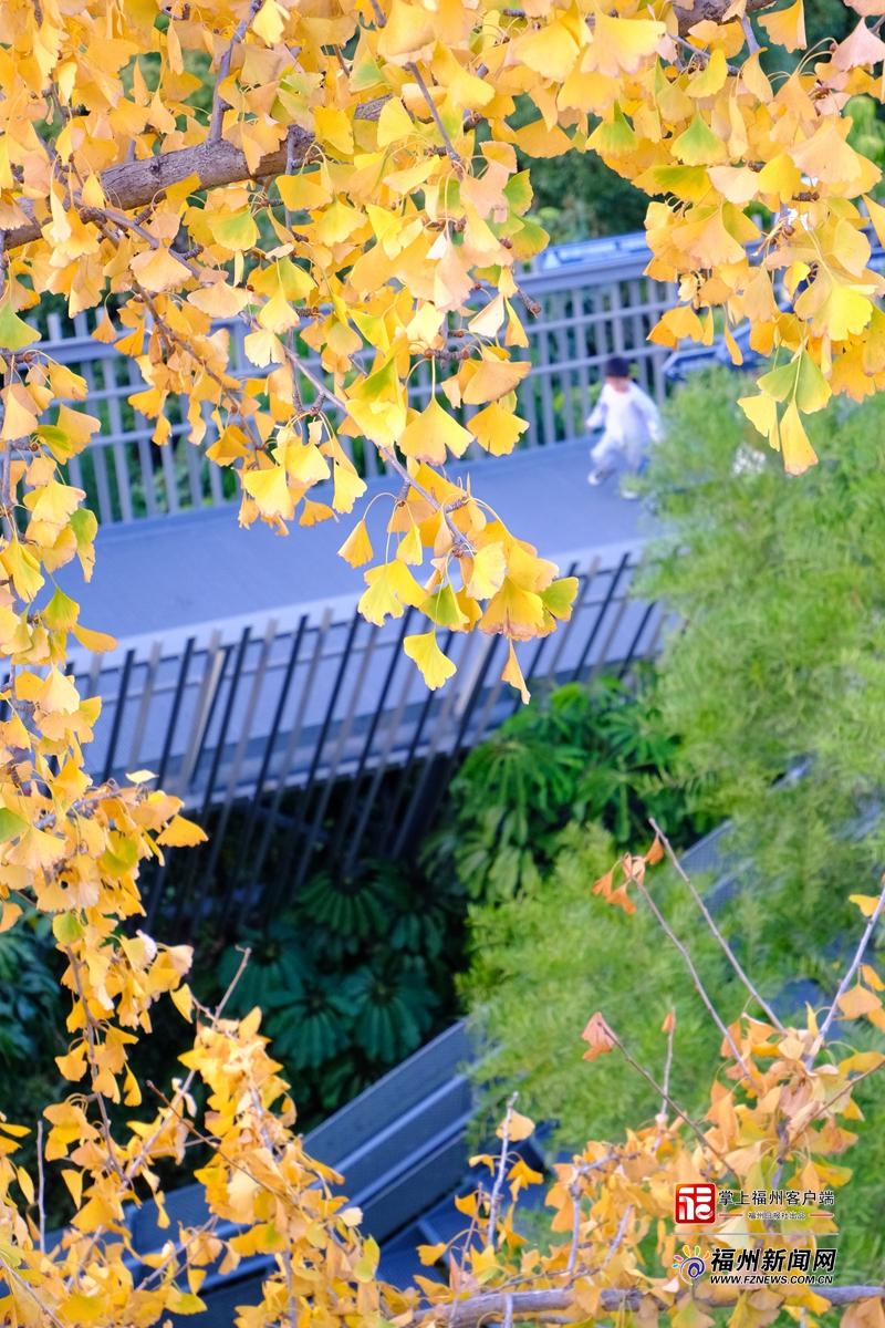 大雪日福道藏惊喜 四季风光随机“播放”