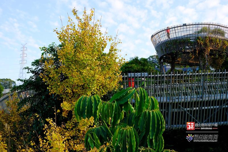 大雪日福道藏惊喜 四季风光随机“播放”