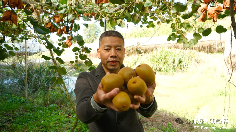闽清下祝猕猴桃迎来首年采摘季 闽清下祝猕猴桃迎来首年采摘季