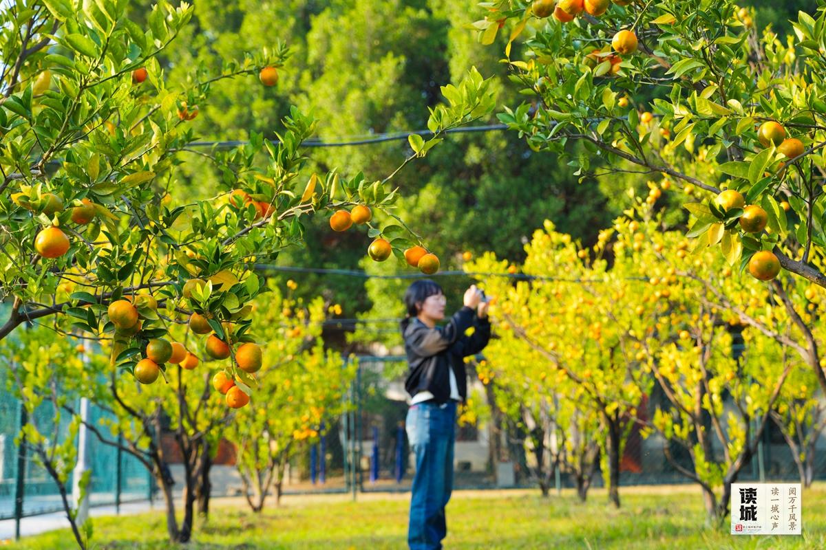 读城|闽江两岸橘子红了,那是福州的冬日乡愁 读城|闽江两岸橘子红了,那是福州的冬日乡愁