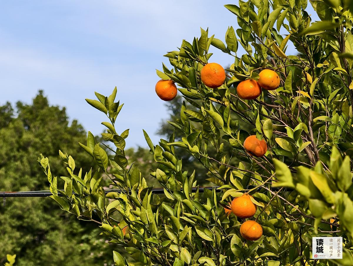 读城|闽江两岸橘子红了,那是福州的冬日乡愁 读城|闽江两岸橘子红了,那是福州的冬日乡愁