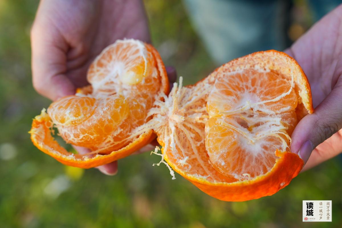 读城|闽江两岸橘子红了,那是福州的冬日乡愁 读城|闽江两岸橘子红了,那是福州的冬日乡愁