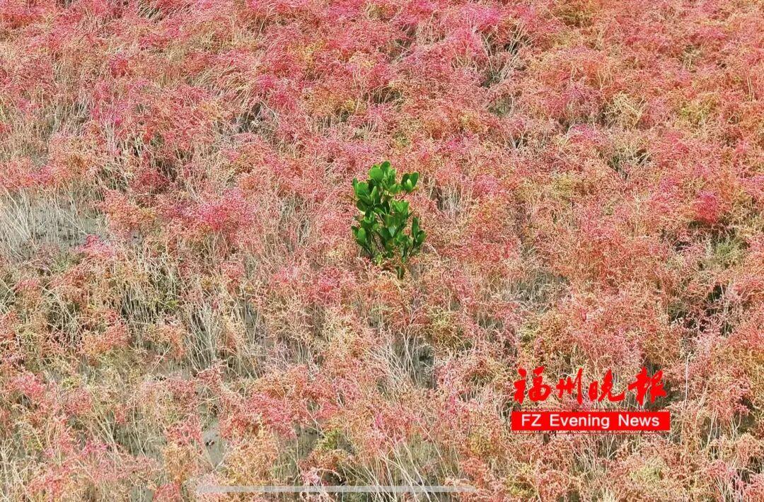 太美了！福州这里“红”了！