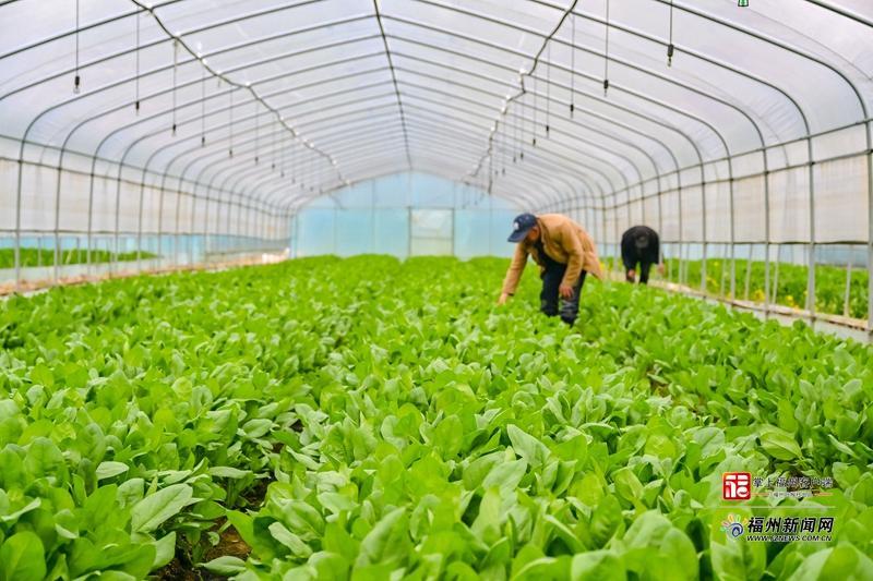 山海来讯｜​福州农企组团“霸榜”！