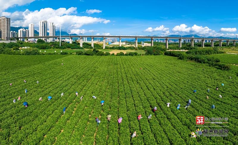 山海来讯｜​福州农企组团“霸榜”！