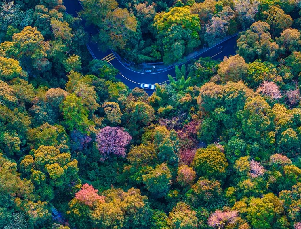最是橙黄橘绿时！福州迎来最佳赏叶季