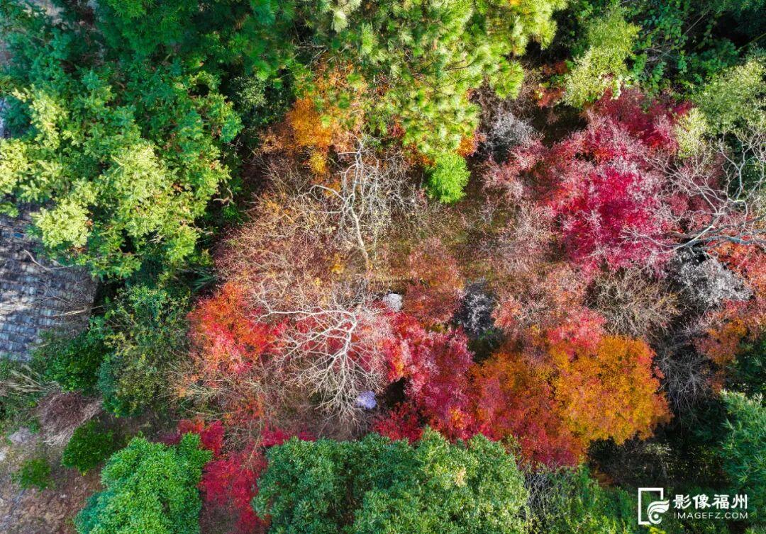 最是橙黄橘绿时！福州迎来最佳赏叶季