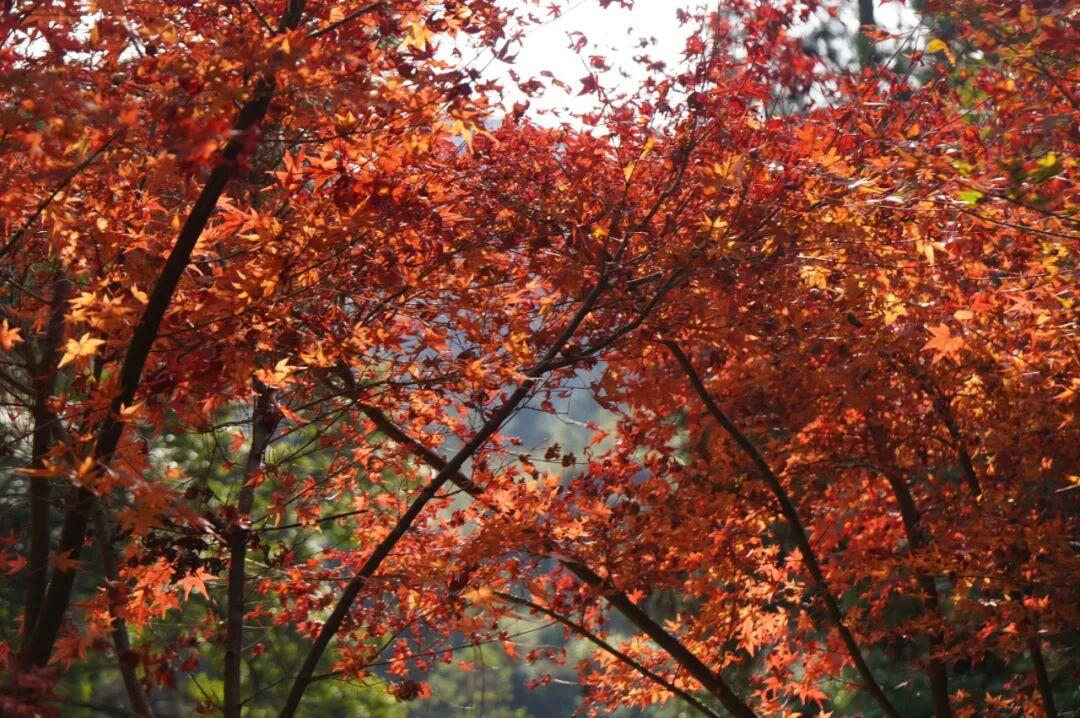最是橙黄橘绿时！福州迎来最佳赏叶季