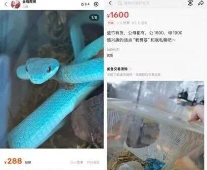 “盖瑞”同款蛇上架网购平台？律师紧急提醒→