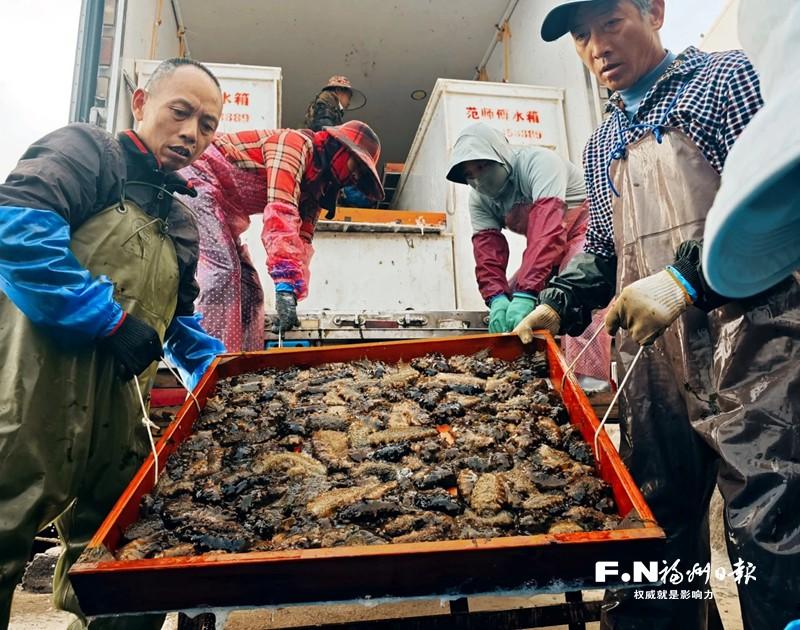 海参投苗正当时“北参南养”促增收 海参投苗正当时“北参南养”促增收