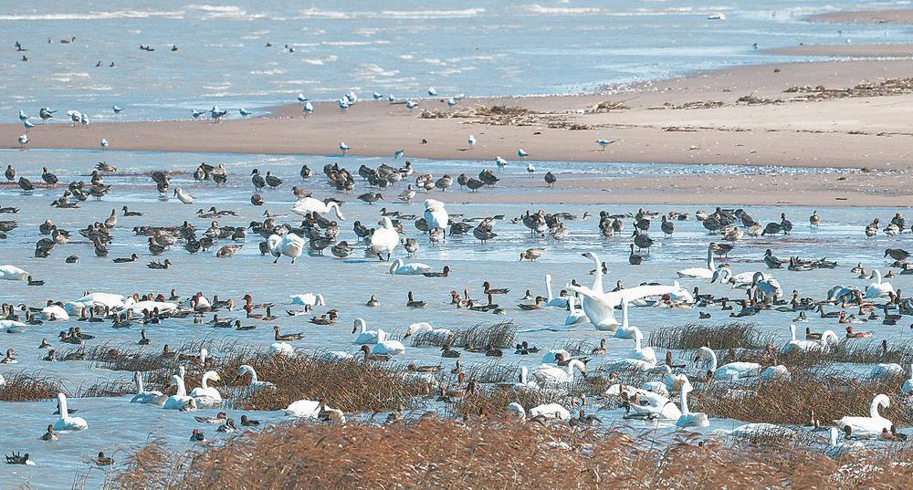 闽江河口国家湿地公园现“鸟浪”景观