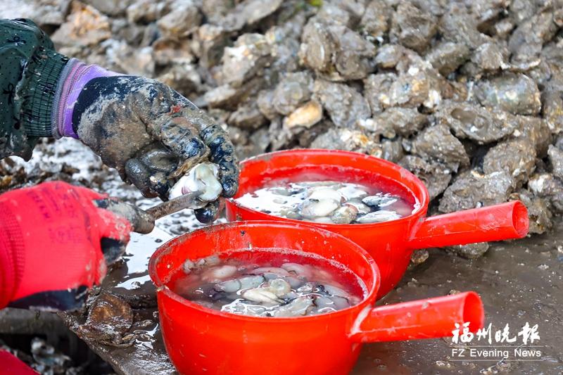 “蛎”害了！连江海蛎饼上了央媒
