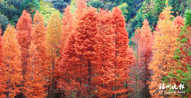 闽清古洋村水杉正当“红” 闽清古洋村水杉正当“红”