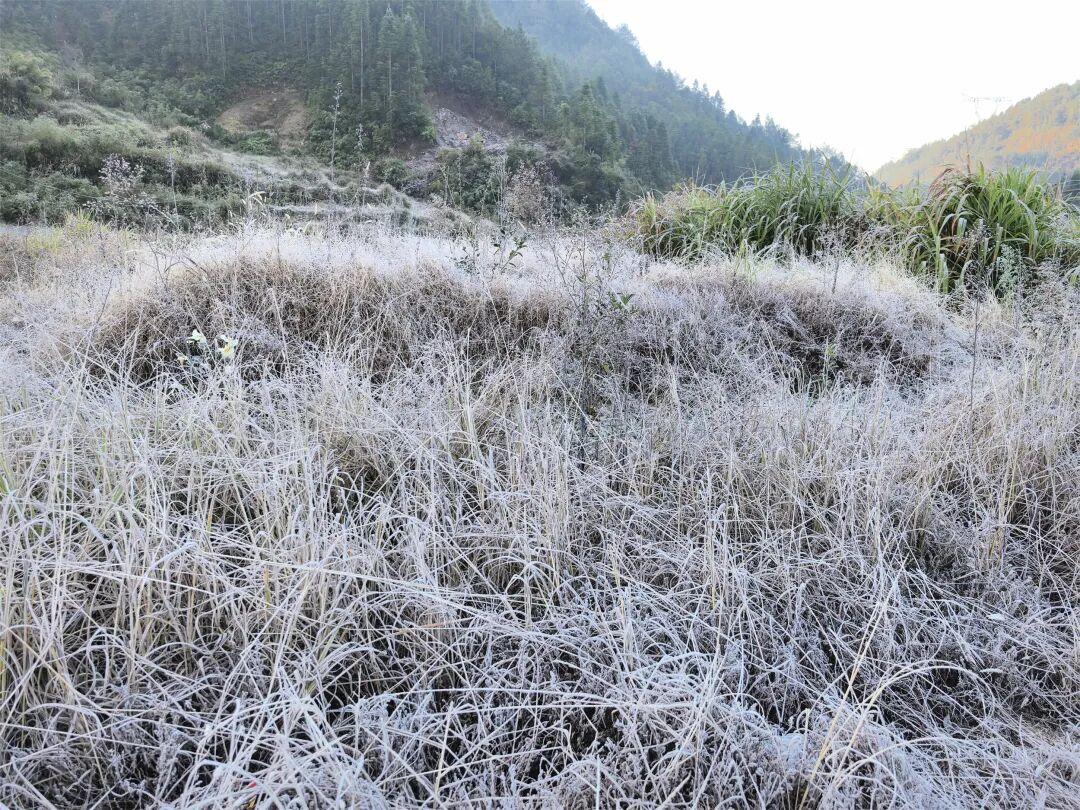 福州一地下霜了! 福州一地下霜了!